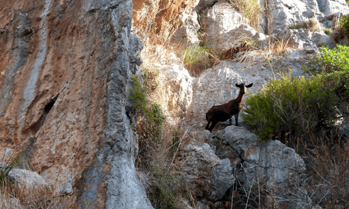 el puig major-Mallorca- Sierra de Tramuntana