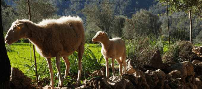 Paseo exclusivo por por la sierra de Tramuntana Can Ribera